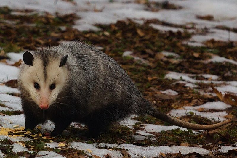Chasing Opossums Away Is A Mistake Most Wisconsin Homeowners Regret