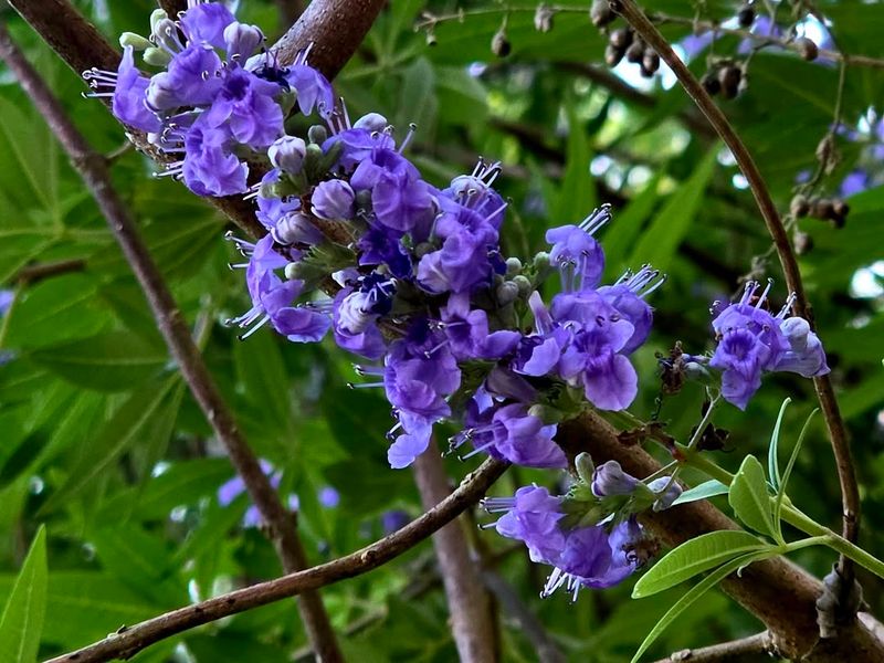 Chaste Tree Delivers Shade And Summer Flowers Chaste Tree Delivers Shade And Summer Flowers