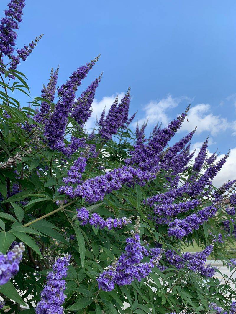 Chaste Tree Offers Summer-To-Fall Flower Spikes Chaste Tree Offers Summer-To-Fall Flower Spikes