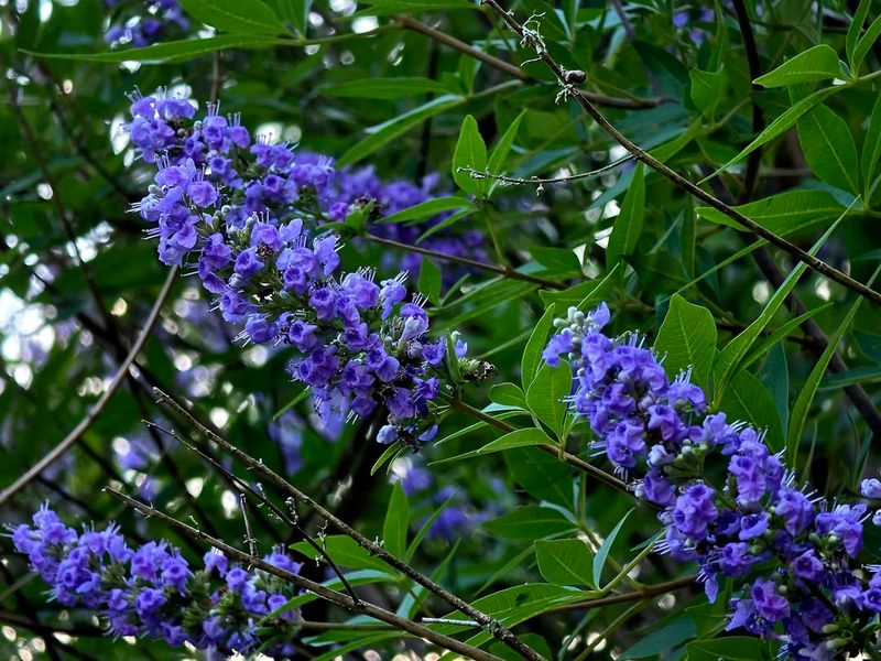 Chastetree