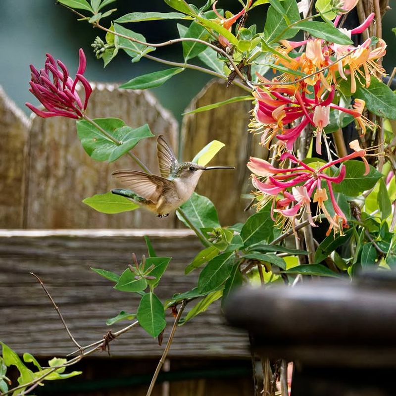 Chattering Starts Near Nectar Plants Chattering Starts Near Nectar Plants