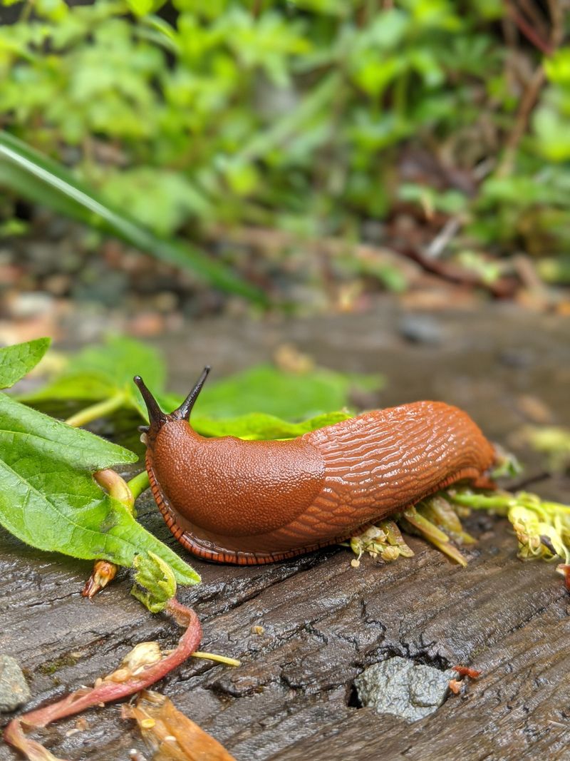 Check Around The Base And Treat For Slugs Check Around The Base And Treat For Slugs