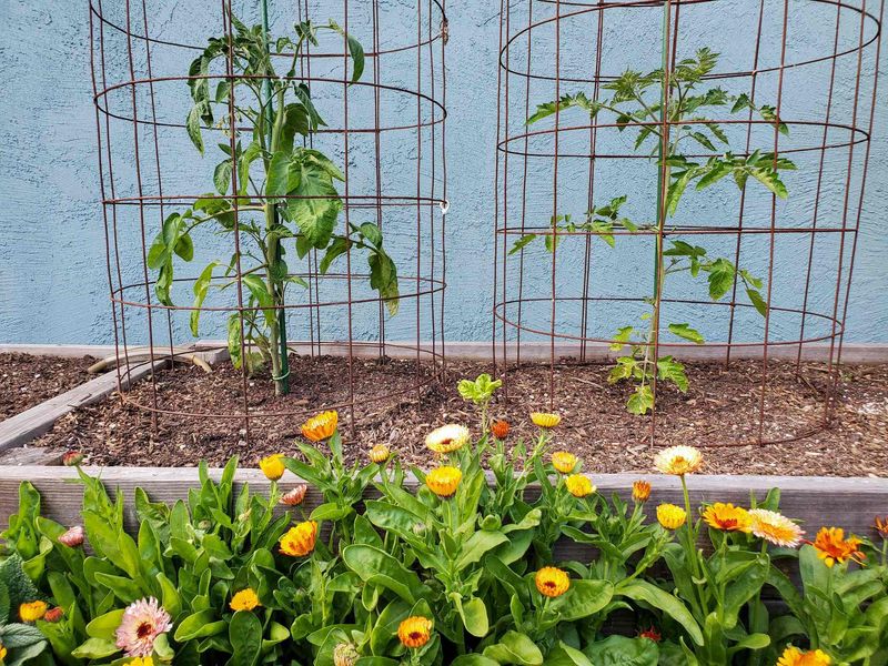 Check Cages And Stakes Before Plants Outgrow Them