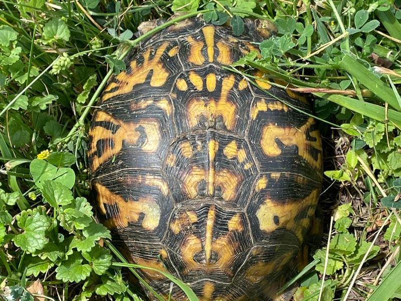 Check Carefully Before Mowing Tall Grass