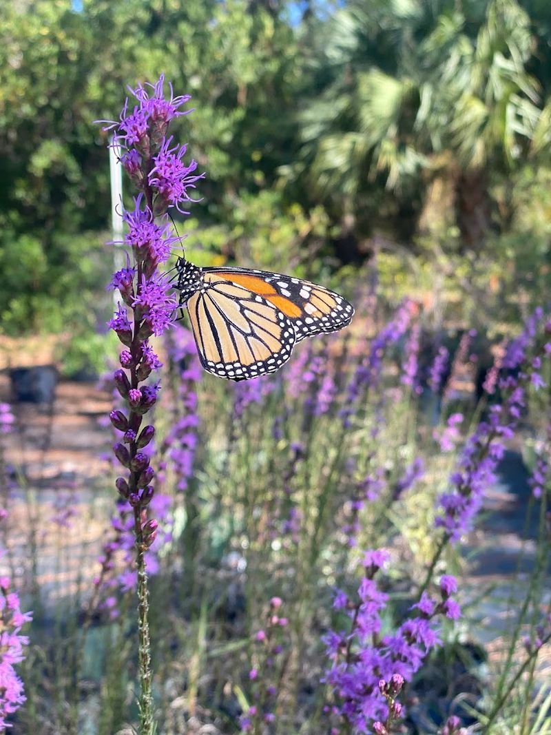 Check Chiappini Farm Native Nursery Check Chiappini Farm Native Nursery