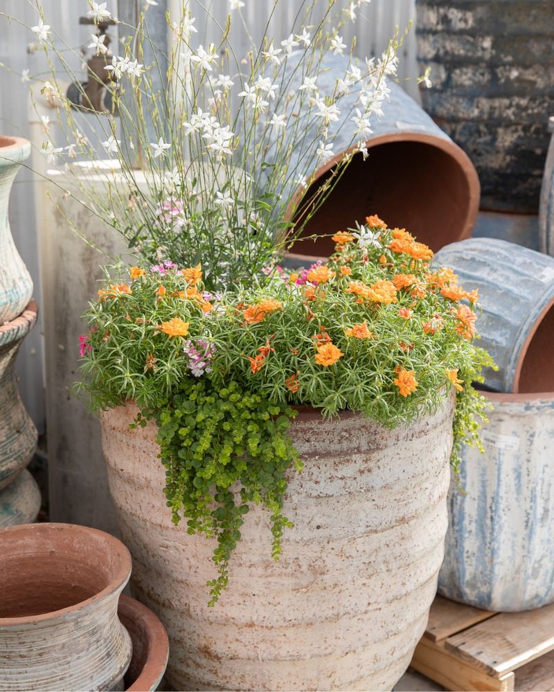 Check Containers Every Morning Before They Wilt