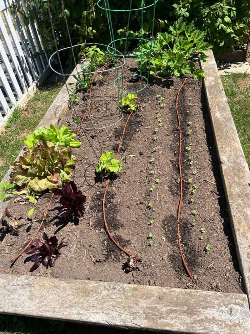 Check Dry Plants For Clogged Drip Lines