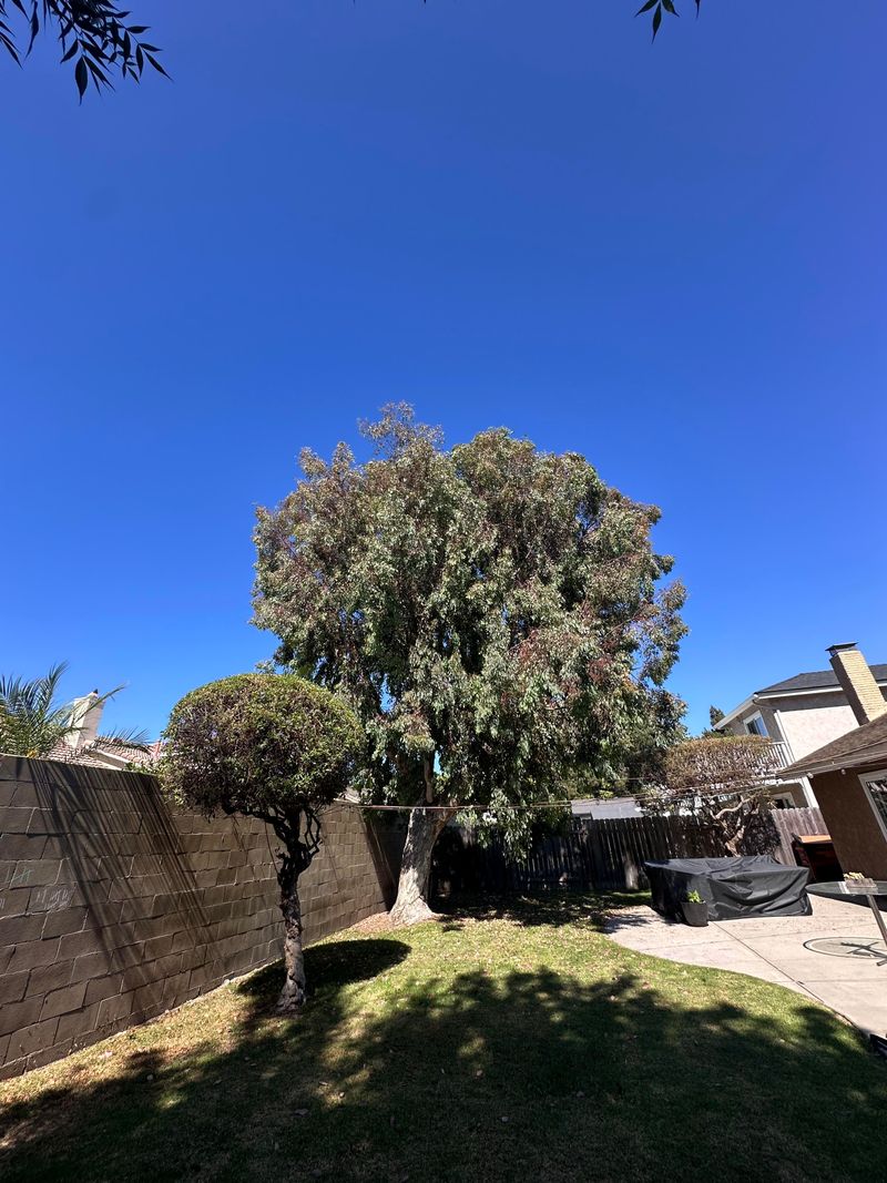 Check Eucalyptus For Heavy Branches Check Eucalyptus For Heavy Branches