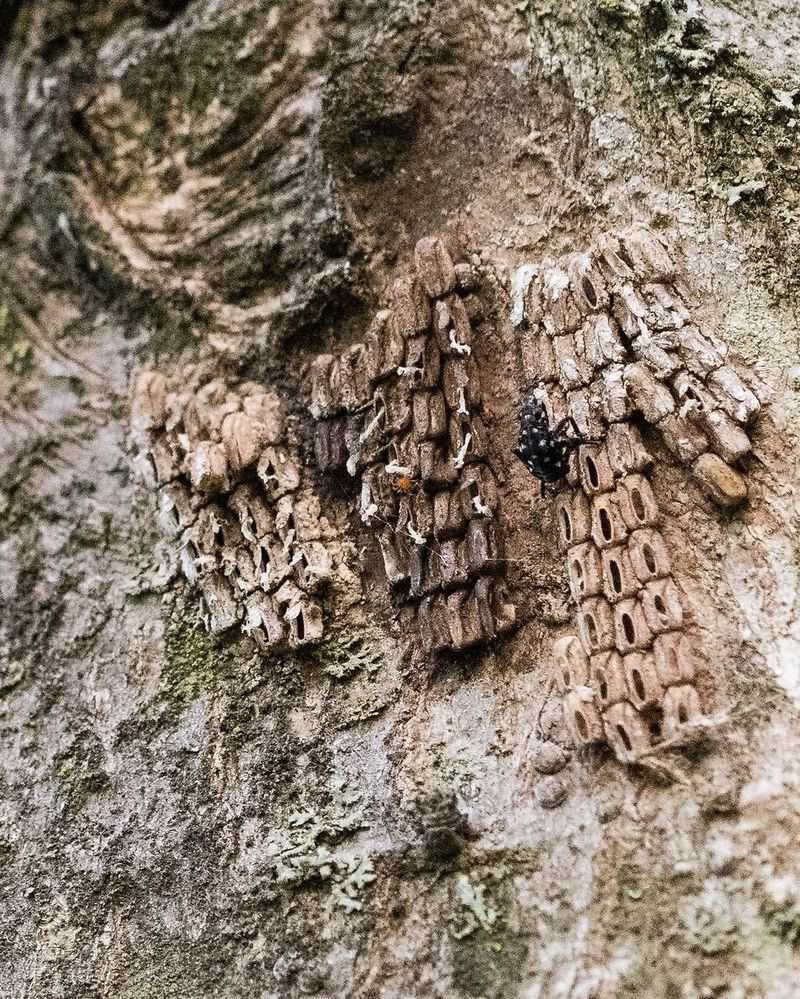 Check Firewood For Eggs Check Firewood For Eggs