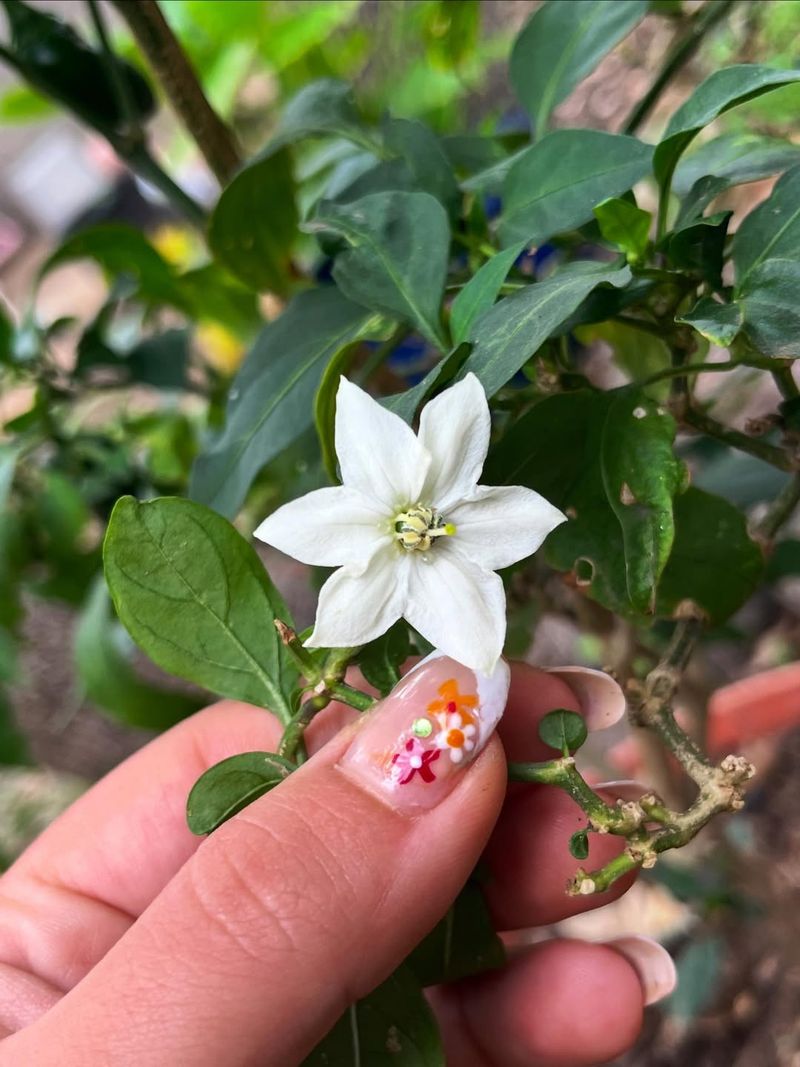 Check Flower Pollination