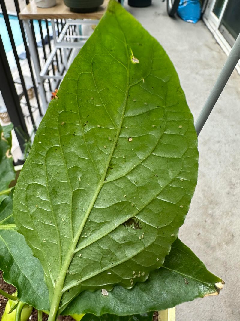 Check Flowers And Leaves For Pest Damage Check Flowers And Leaves For Pest Damage