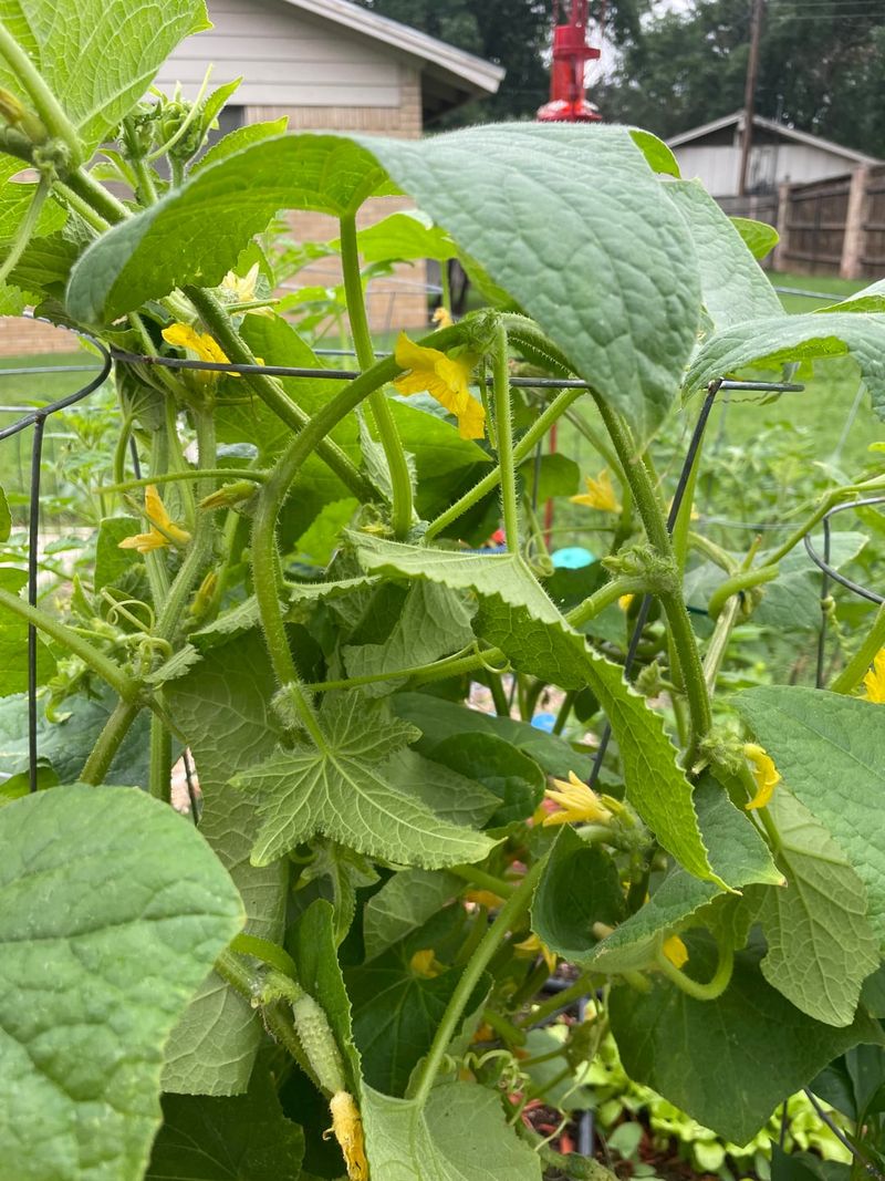 Check Flowers That Never Set Fruit Check Flowers That Never Set Fruit