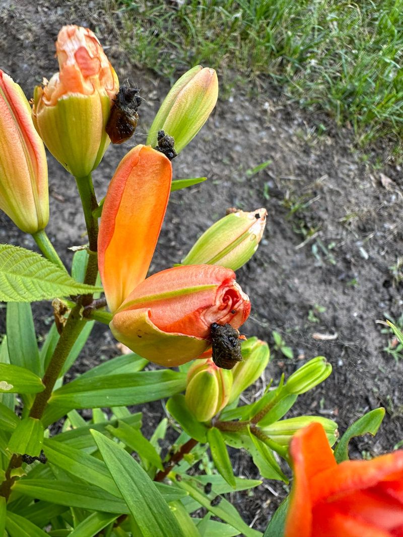 Check For Aphids And Thrips On New Growth Check For Aphids And Thrips On New Growth