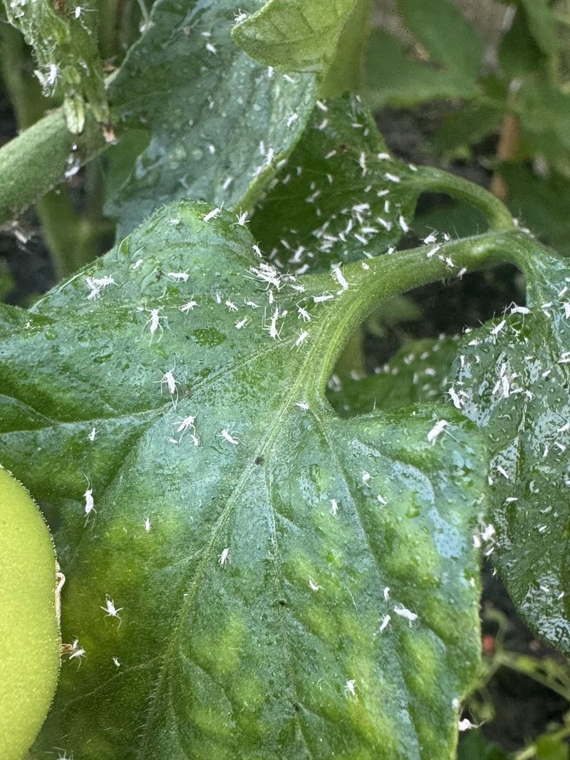Check For Aphids And Whiteflies Check For Aphids And Whiteflies