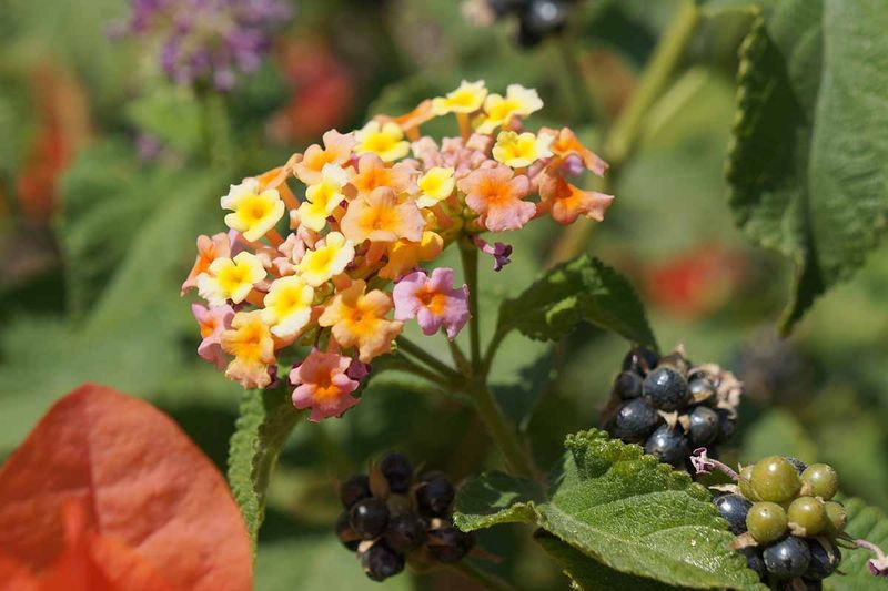 Check For Berries That Can Slow New Blooms