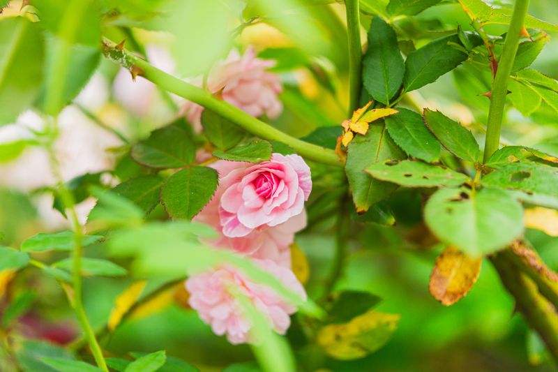 Check For Black Spot And Powdery Mildew Check For Black Spot And Powdery Mildew