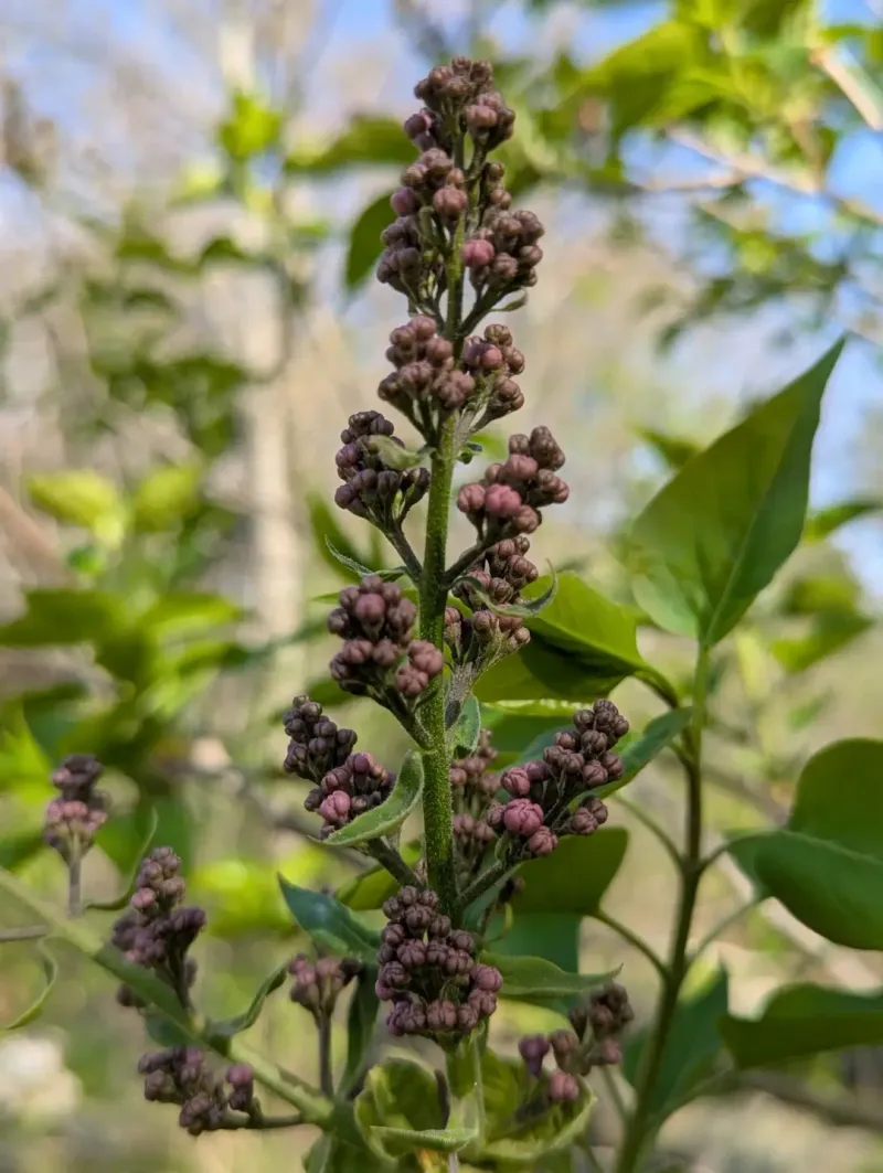 Check For Blighted Flower Clusters Check For Blighted Flower Clusters