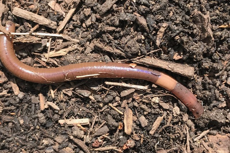 Check For Coffee-Ground Soil Near Mulch And Beds