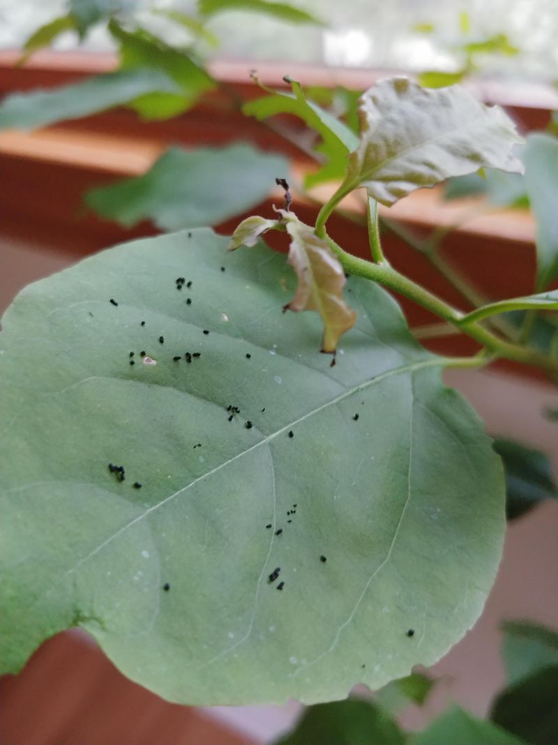 Check For Common Bougainvillea Pests