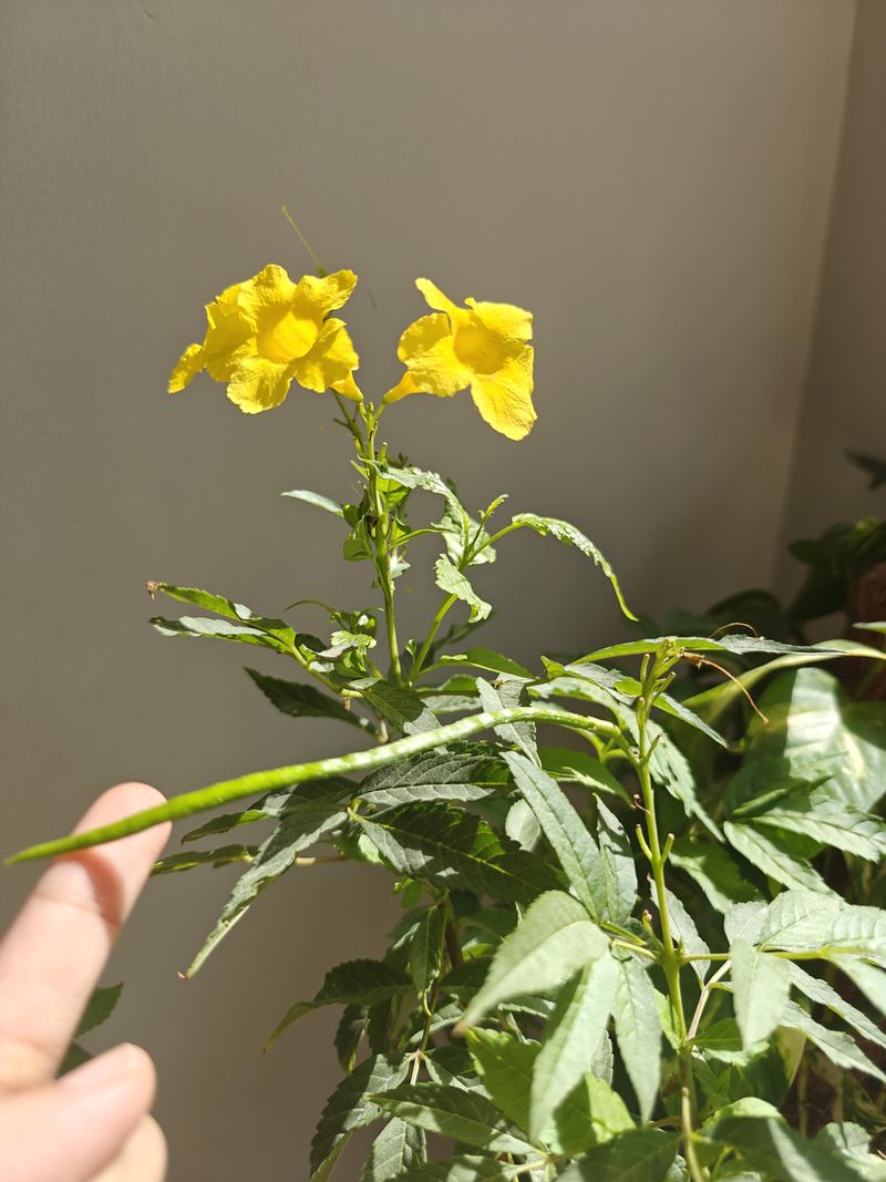 Check For Damage From Pests And Heat