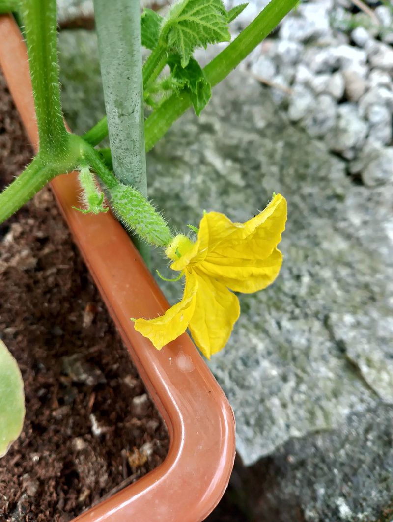 Check For Few Female Flowers Check For Few Female Flowers