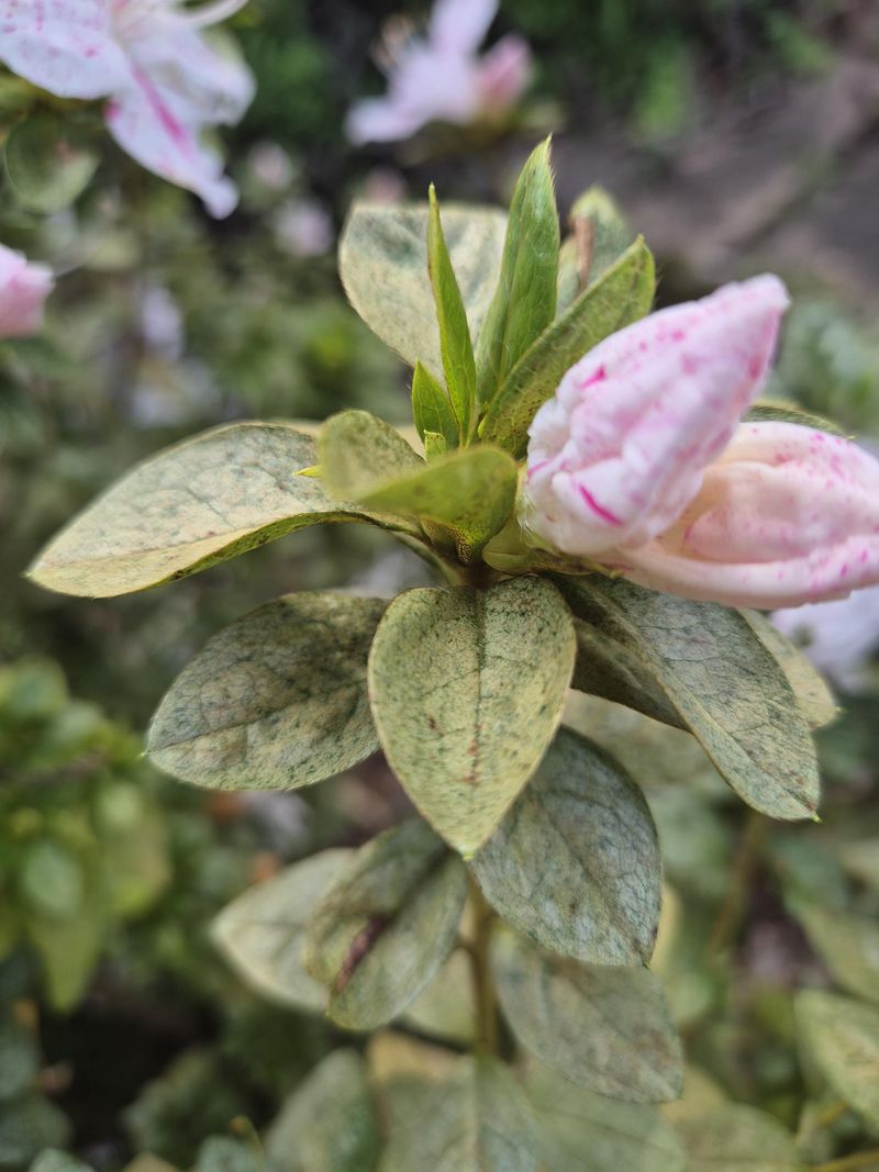 Check For Pests And Disease Before They Get A Foothold