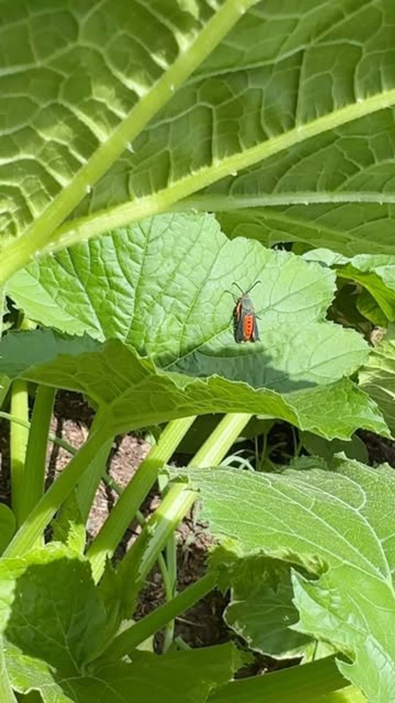 Check For Pests And Disease More Frequently