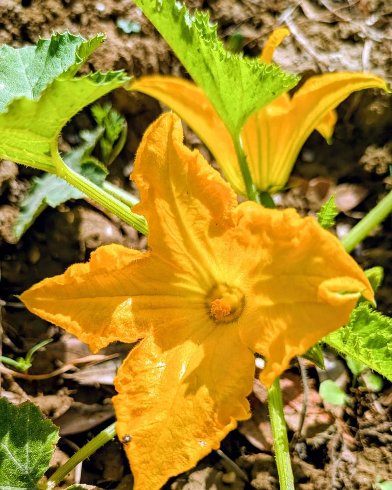 Check For Pollination Success Check For Pollination Success