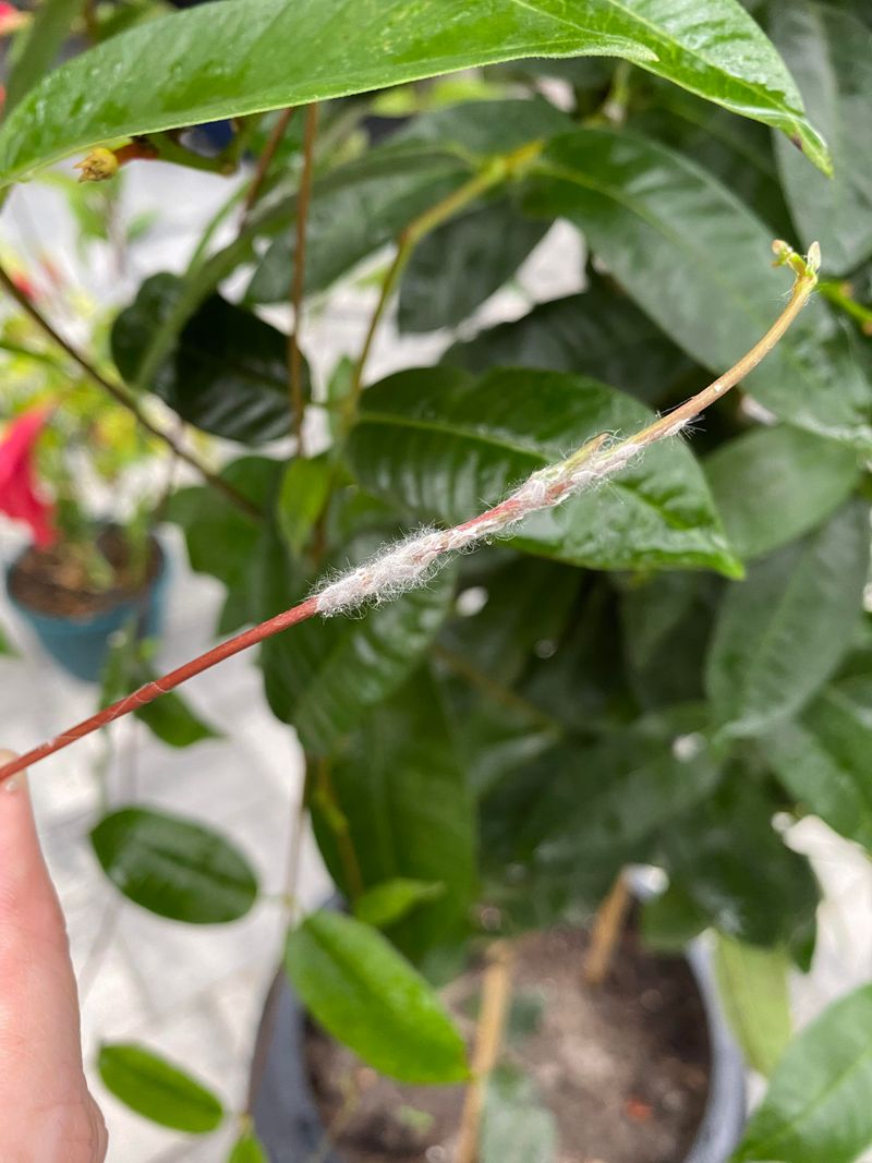 Check For Scale And Mealybugs