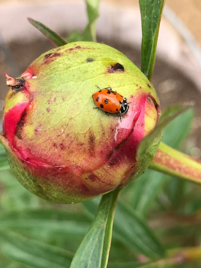 Check For Signs Of Botrytis Blight