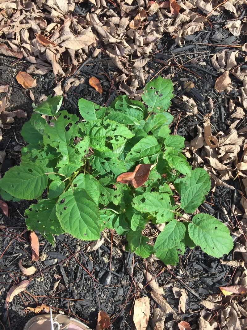 Check For Slugs Around Soft New Growth