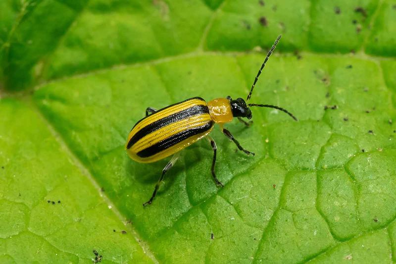Check For Striped And Spotted Cucumber Beetles