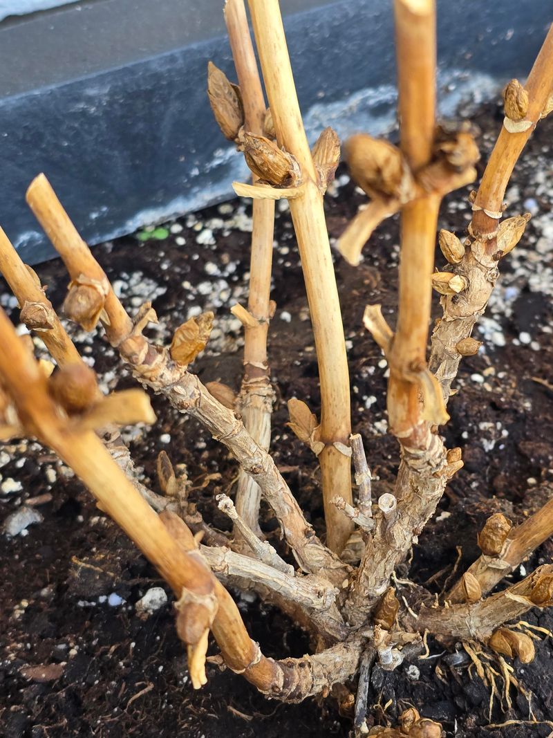 Check For Winter Bud Damage Before Blaming The Plant Check For Winter Bud Damage Before Blaming The Plant