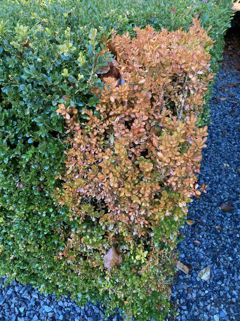 Check For Winter Burn On Exposed Branches
