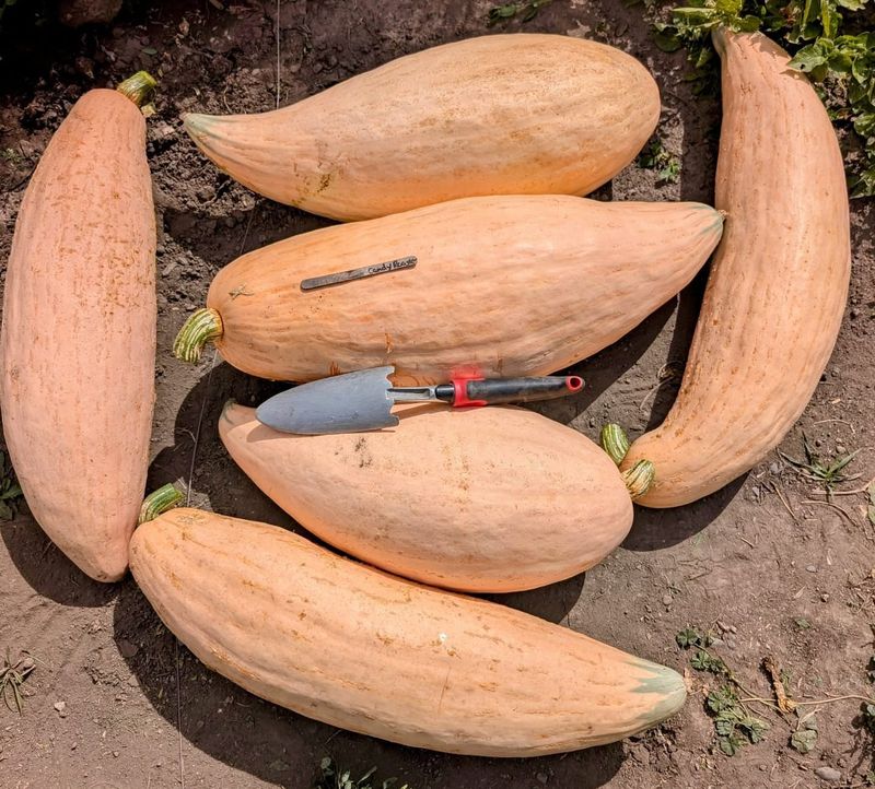 Check Fruits Daily For Size Changes