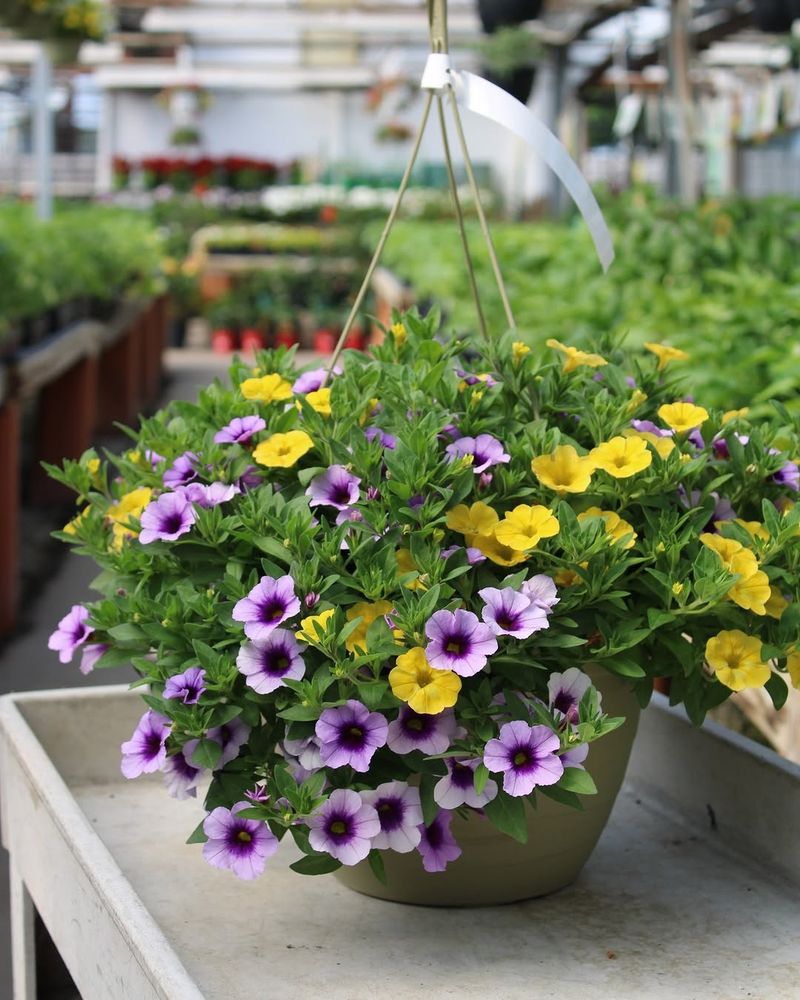 Check Hanging Baskets For Moisture Twice Daily In Summer