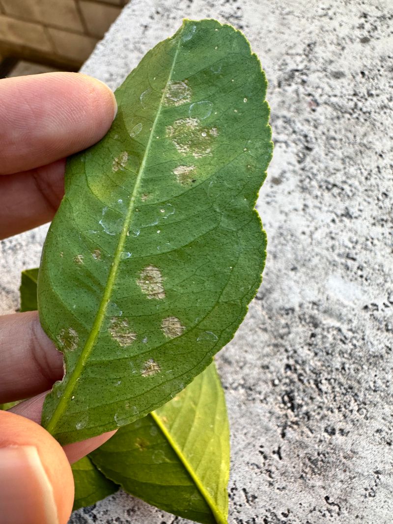 Check Leaf Undersides And New Growth First