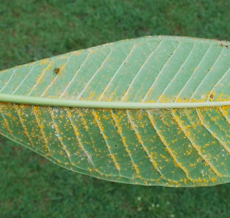 Check Leaf Undersides Before Rust Gets Ahead Check Leaf Undersides Before Rust Gets Ahead