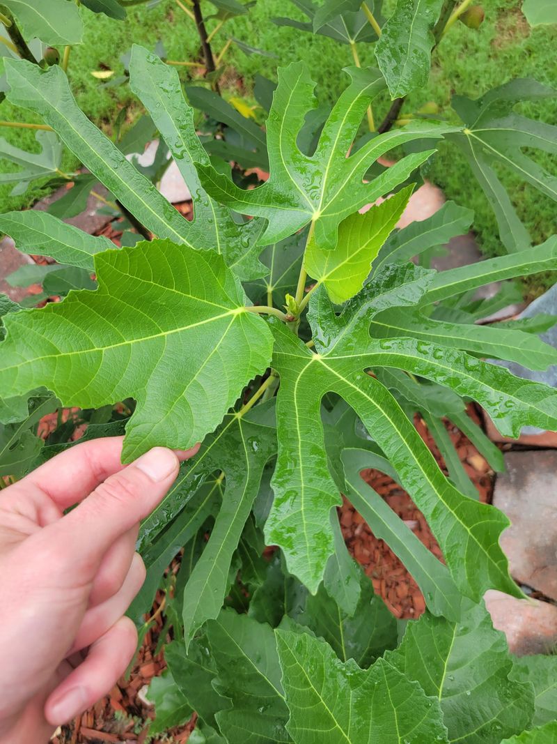 Check Leaf Undersides Every Week