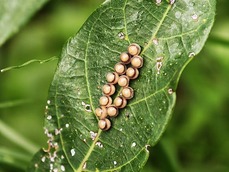 Check Leaf Undersides For Eggs Check Leaf Undersides For Eggs
