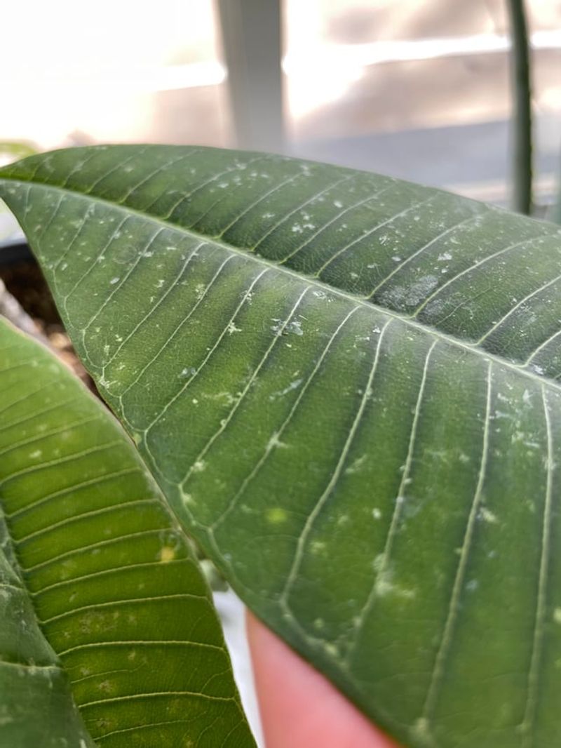 Check Leaves For Aphids, Mites, And Whiteflies