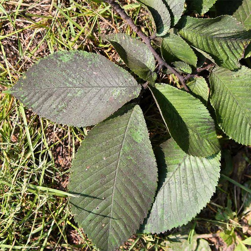 Check Leaves For Sooty Mold Check Leaves For Sooty Mold