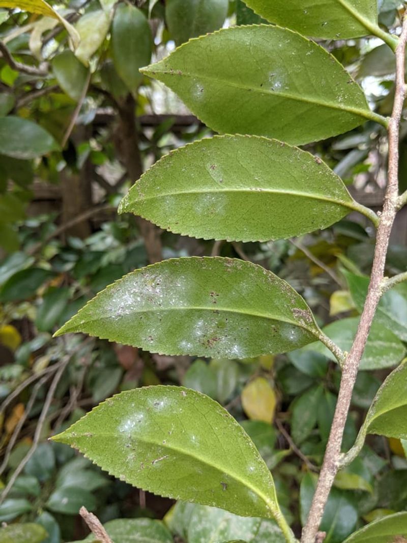 Check Leaves Regularly For Tea Scale
