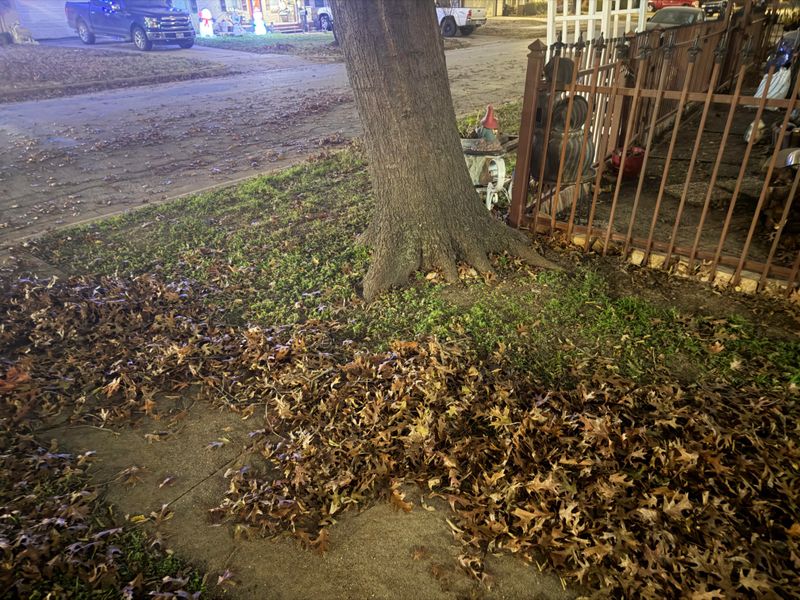 Check Local Rules Before Blowing Leaves Into The Street Check Local Rules Before Blowing Leaves Into The Street