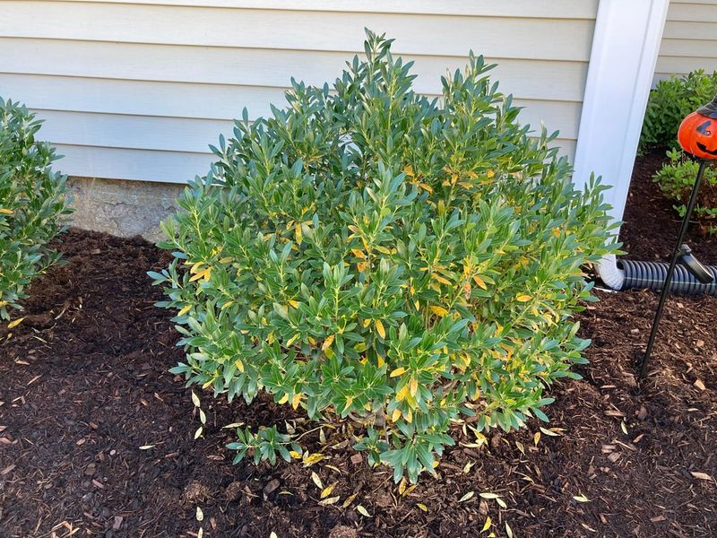 Check Mature Size Before Planting Near Windows Check Mature Size Before Planting Near Windows