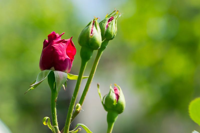 Check New Buds Every Few Days In Warm Weather
