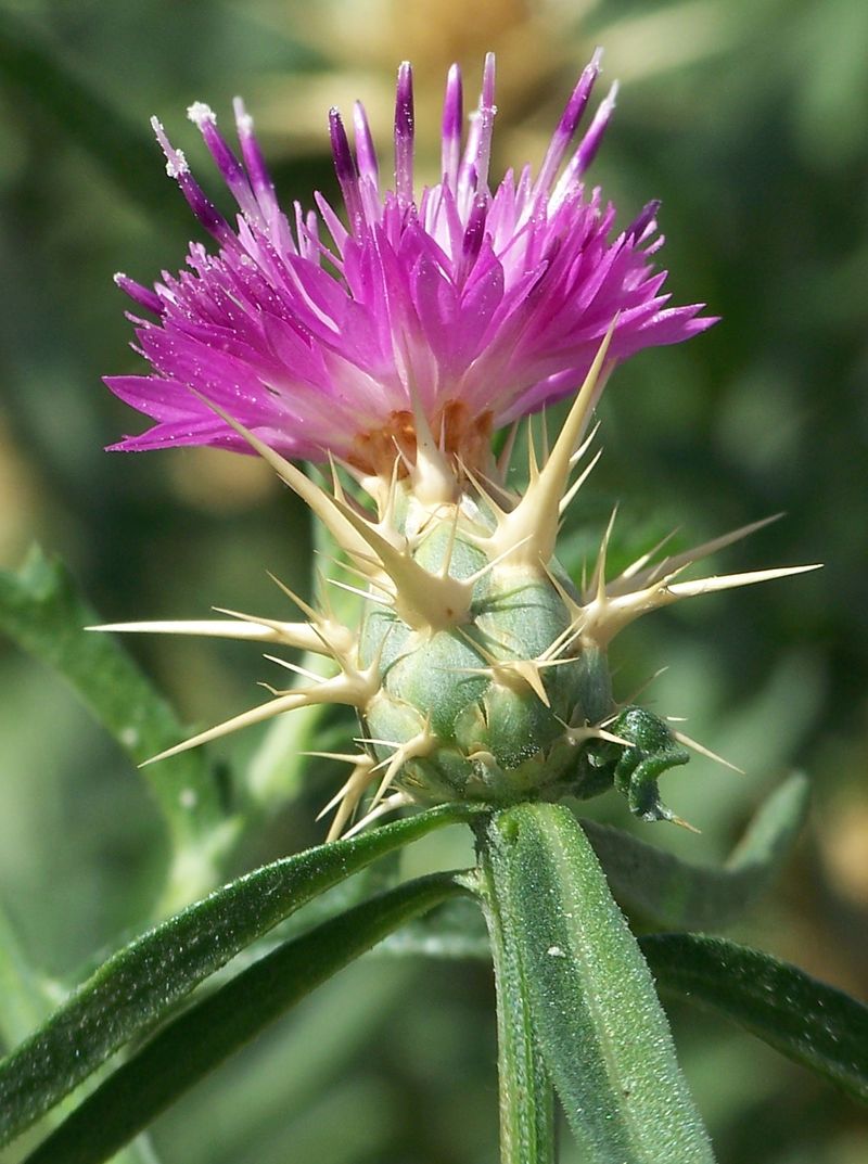 Check Oregon's Noxious Weed List Check Oregon's Noxious Weed List