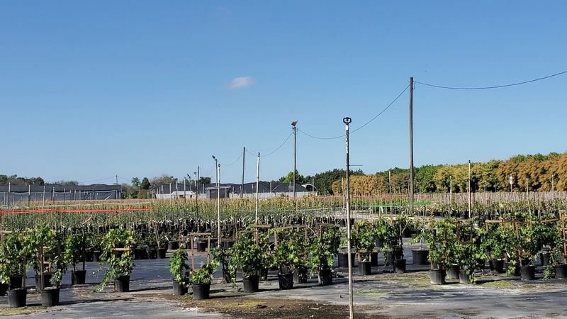 Check Pine Island Nursery For Tropicals Check Pine Island Nursery For Tropicals
