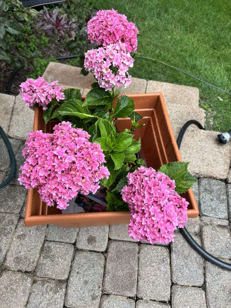 Check Potted Hydrangeas More Often