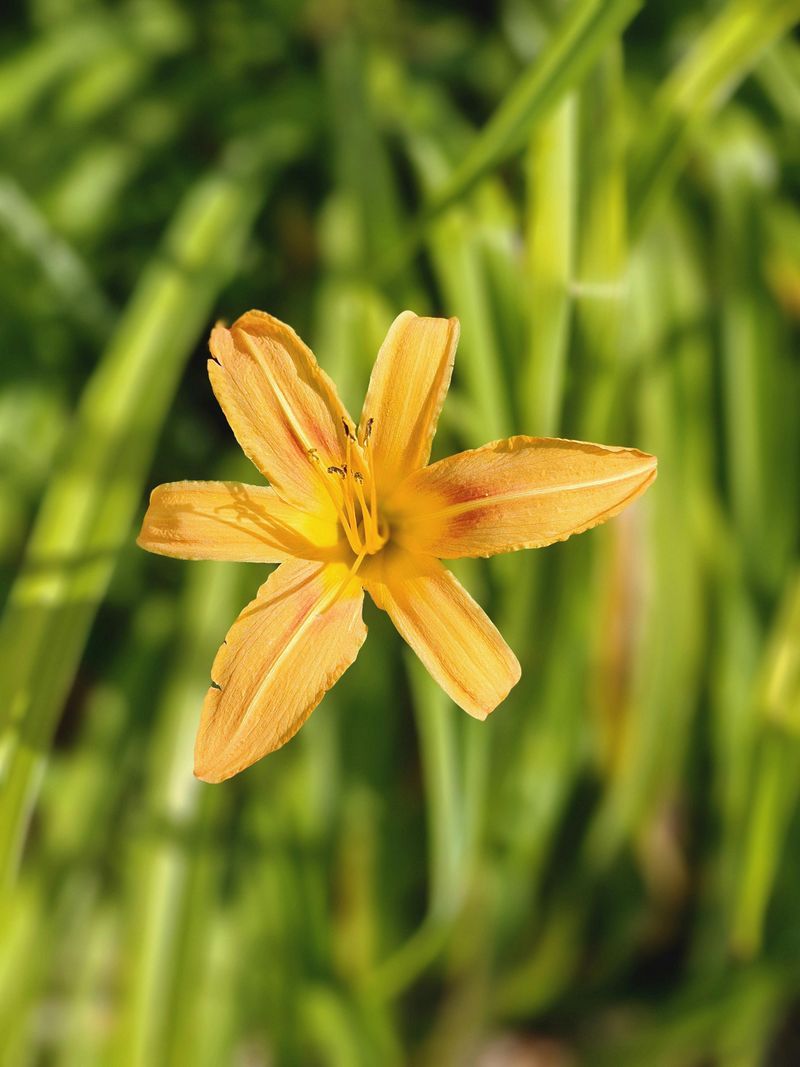 Check Regularly For Daylily Rust Check Regularly For Daylily Rust